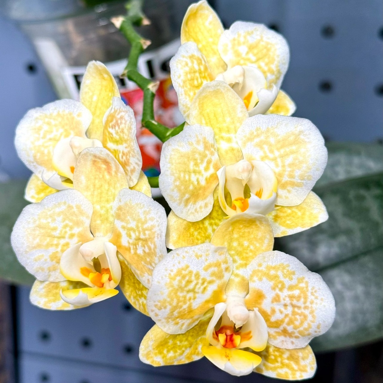 【雅风黄金豹】1.7寸稀有品，根系好