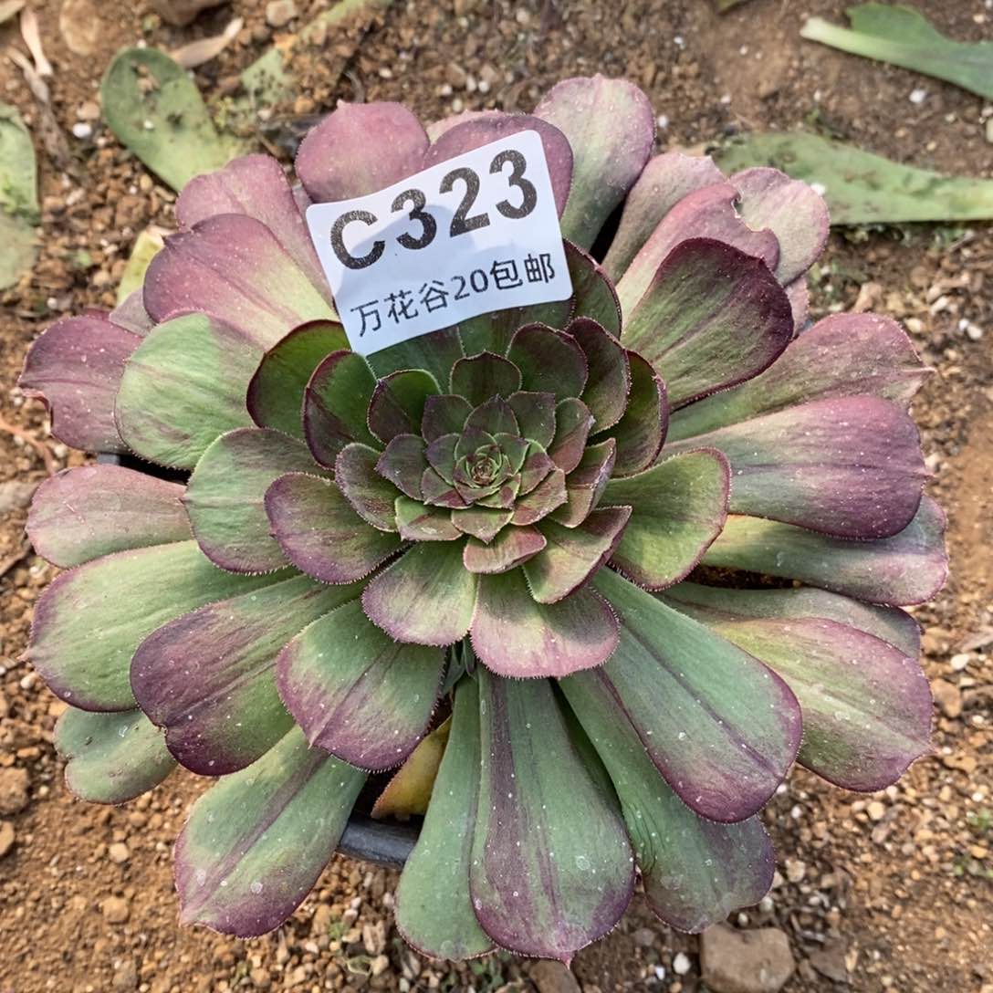 323花月夜多肉植物