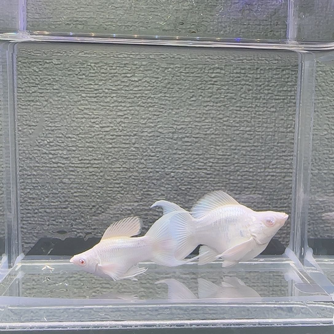 孔雀鱼瓷白粉钻眼
