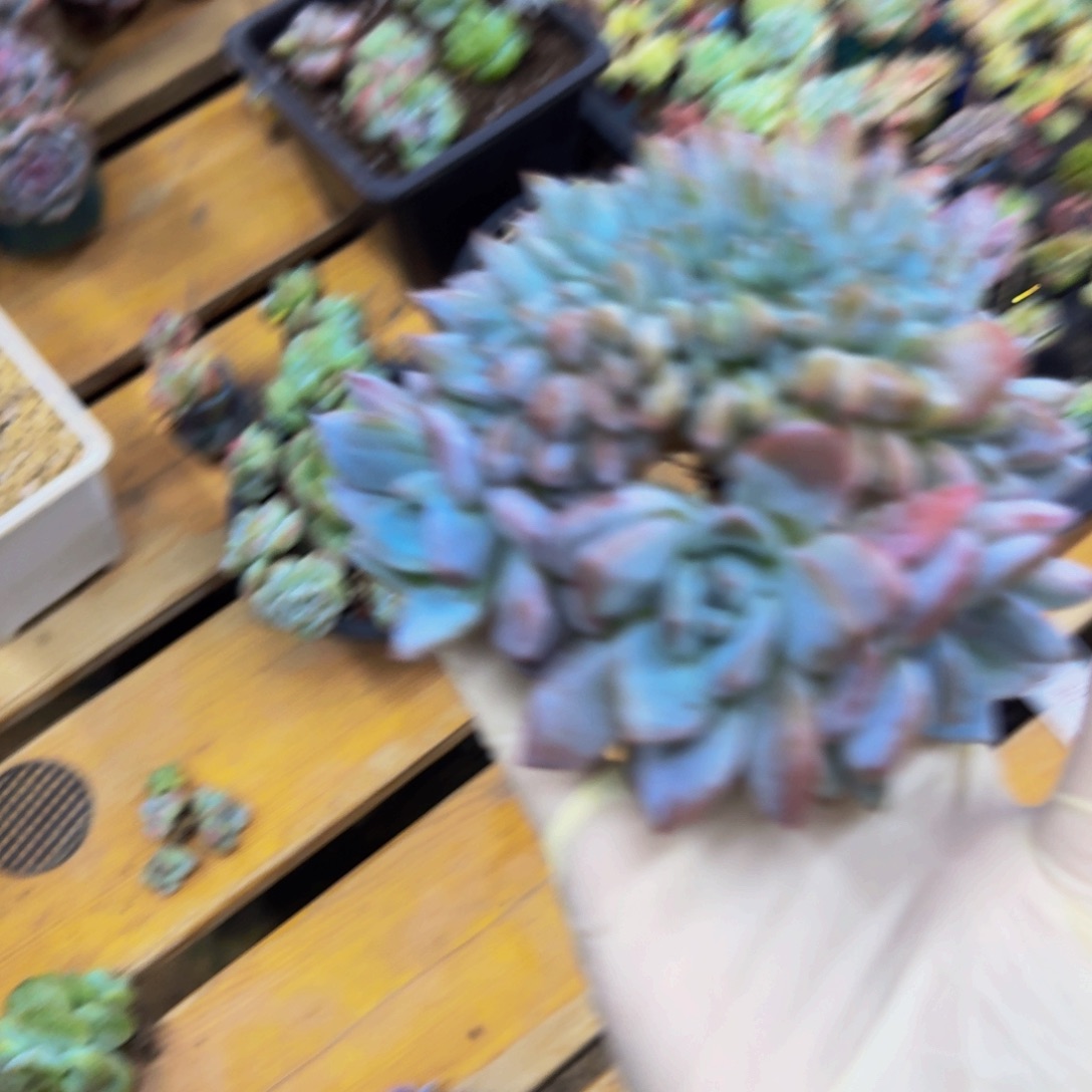 小***.一物一拍不退不换