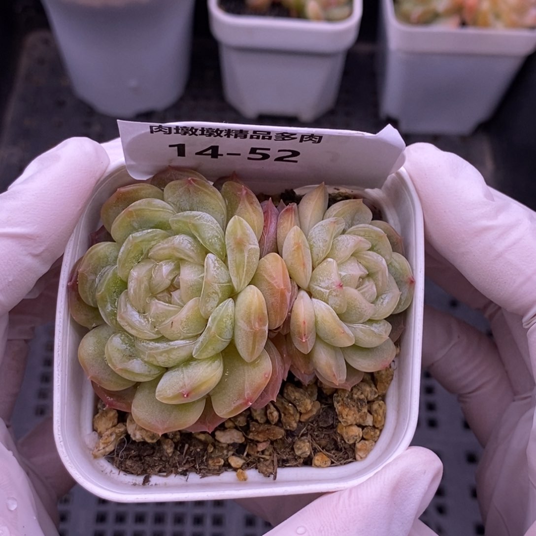 【闪购商品】14-52白恋