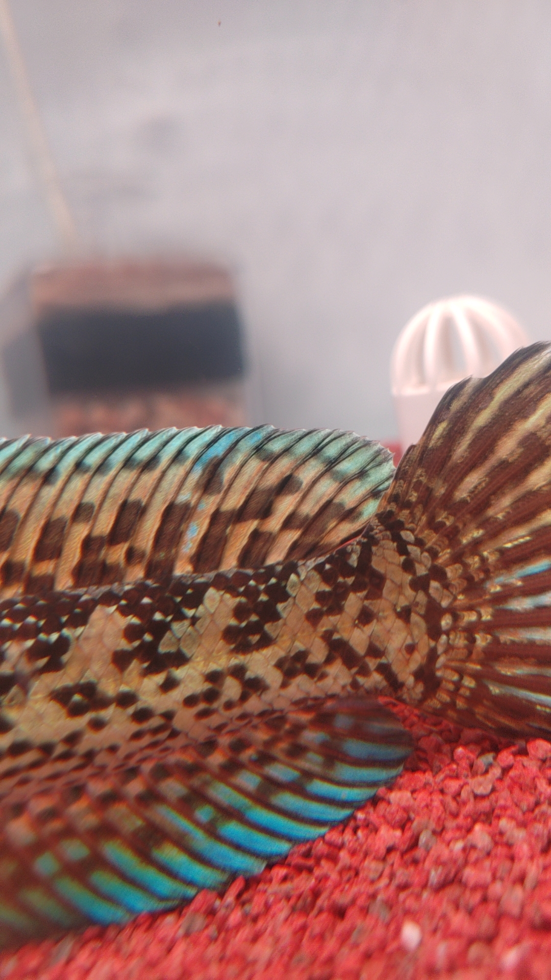 黄金雷龙眼镜蛇/血斑一型/鬼王