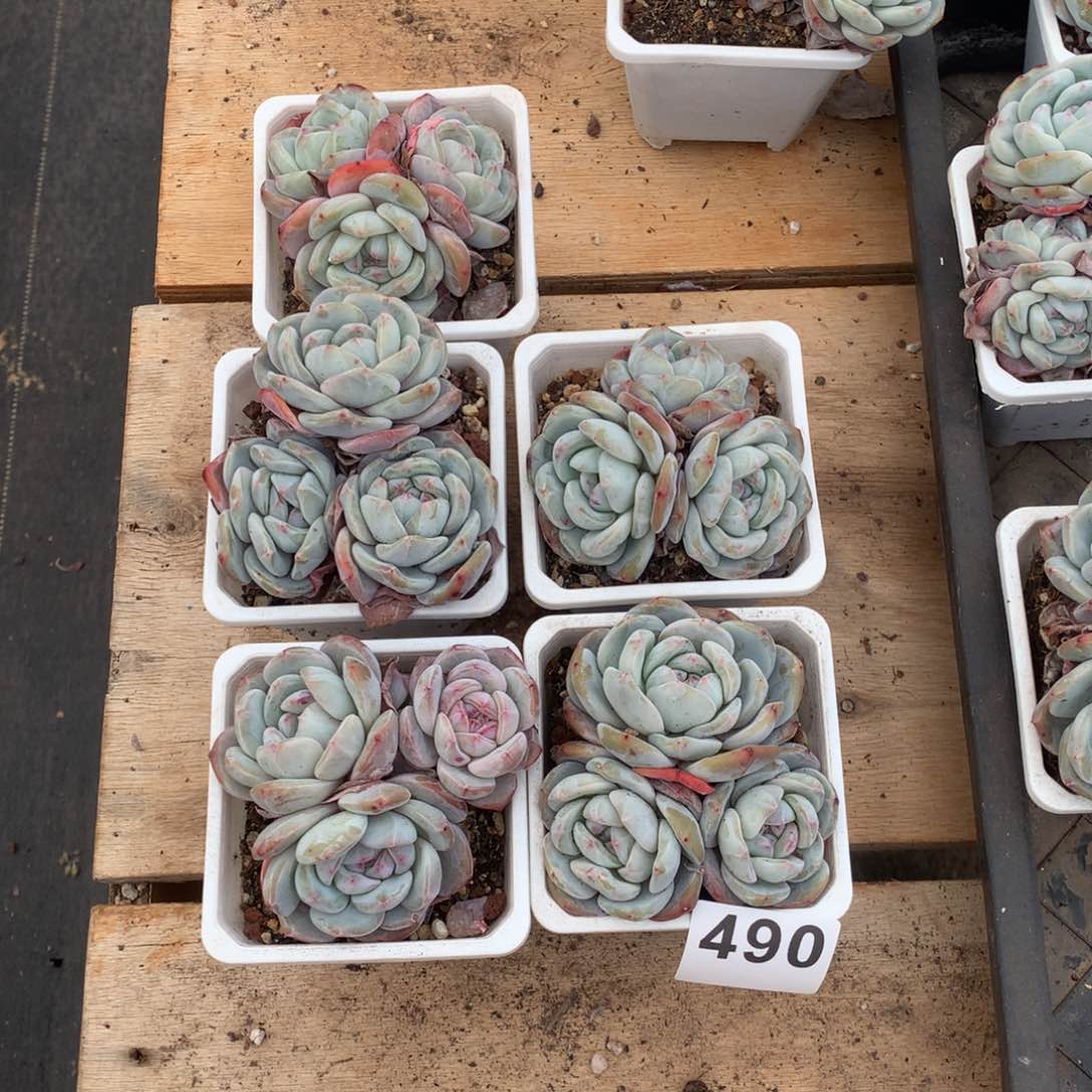 5颗星影多肉，490