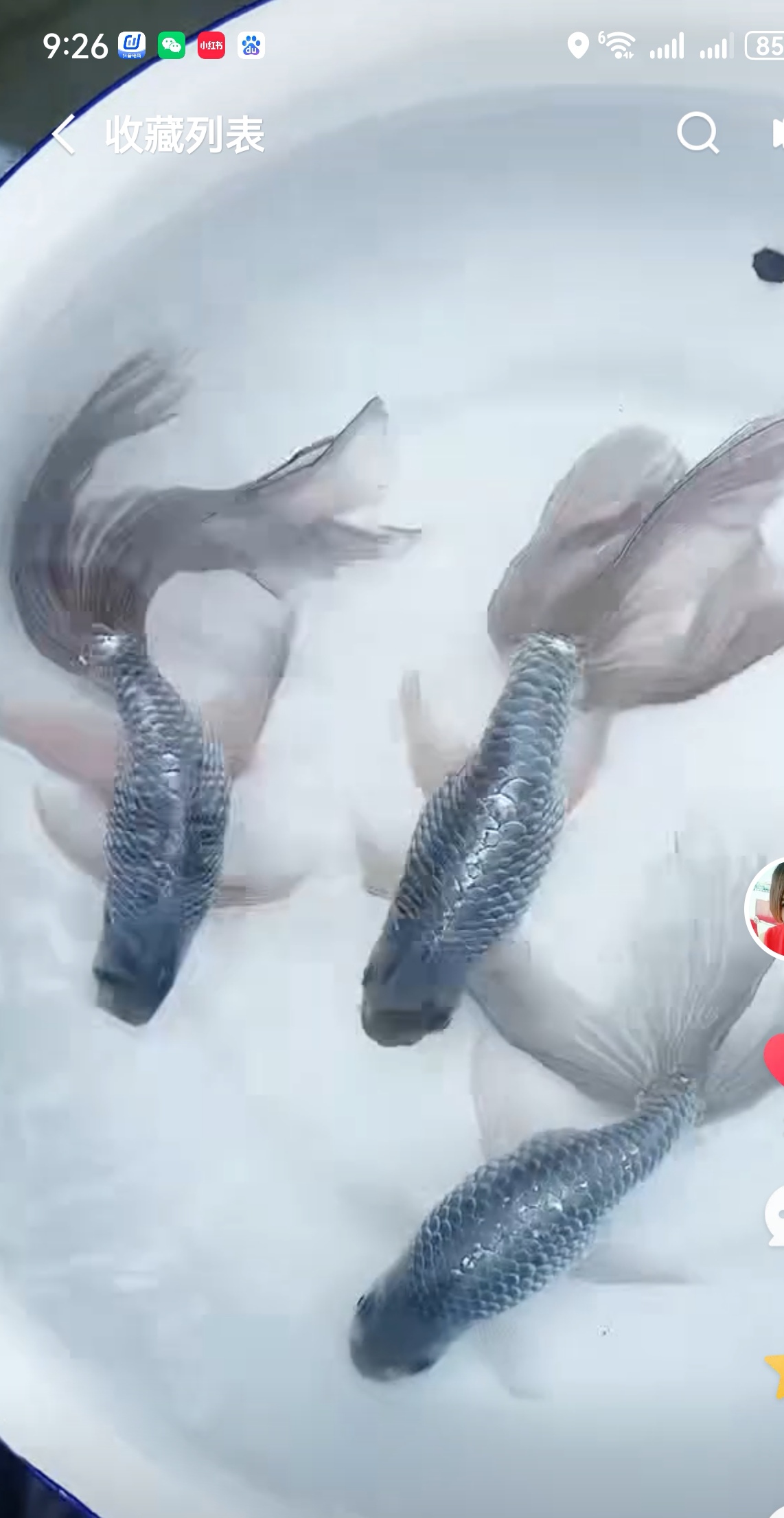 小吕渔场养殖丹凤