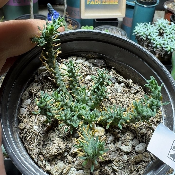 261响尾蛇大戟脱土发货