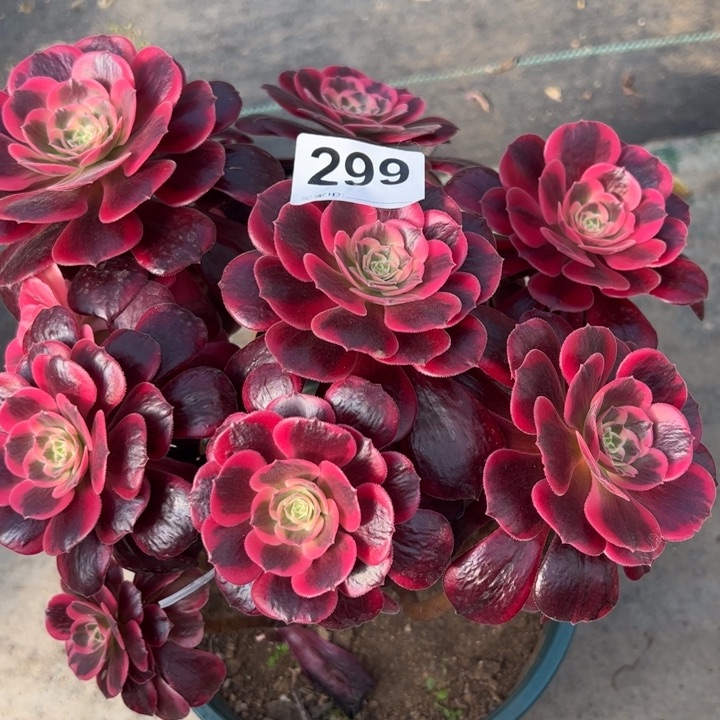 299凤冠25厘米左右有断枝