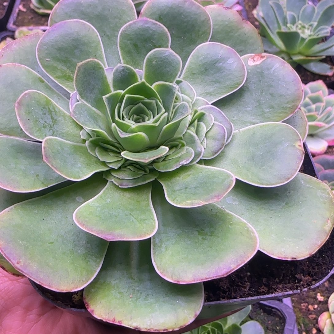 10厘米捧花紫色玫瑰115353538833