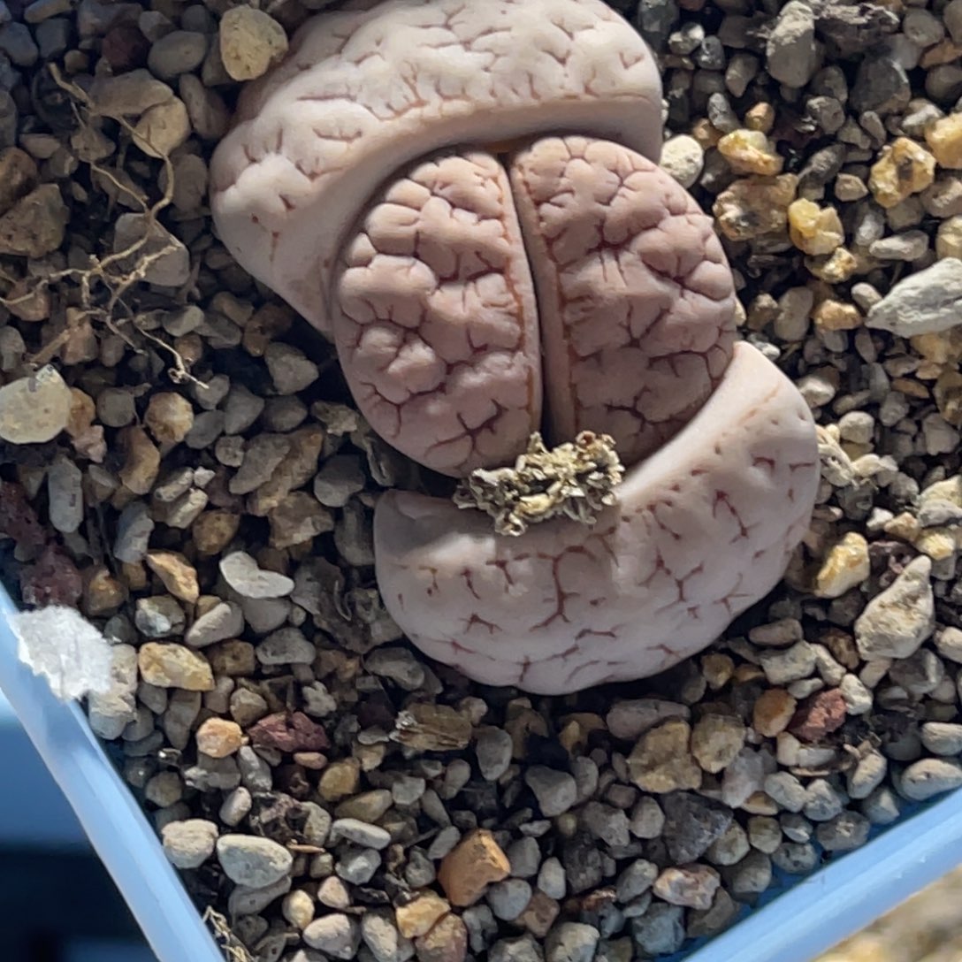 7468凹凸红纹189荒玉