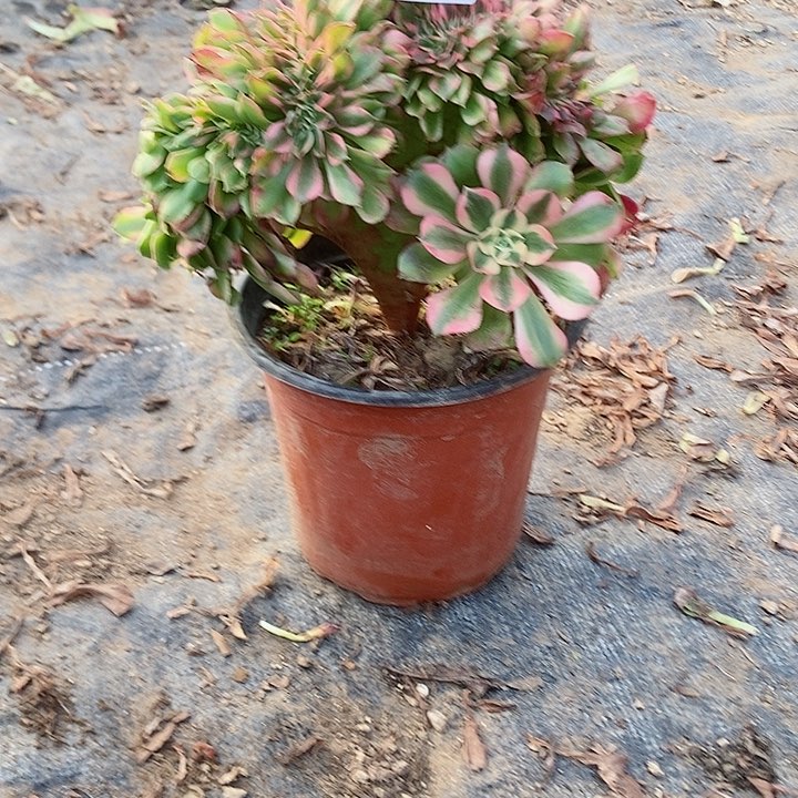 029香妃缀正板子法师