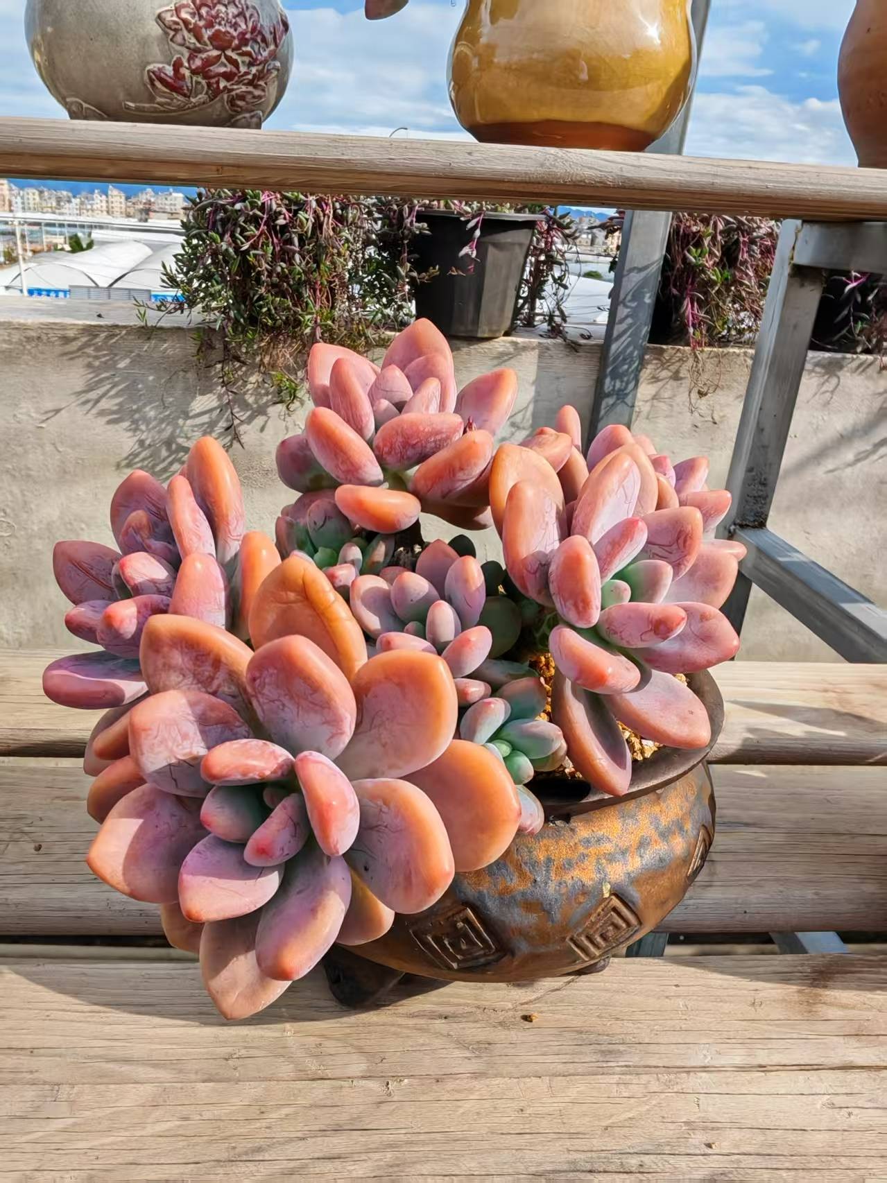 红洛神  优选精控，全状态1盆冠幅15cm 脱土发货
