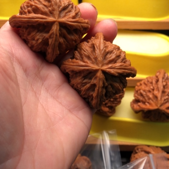 启***星核桃核桃核桃核桃厚薄