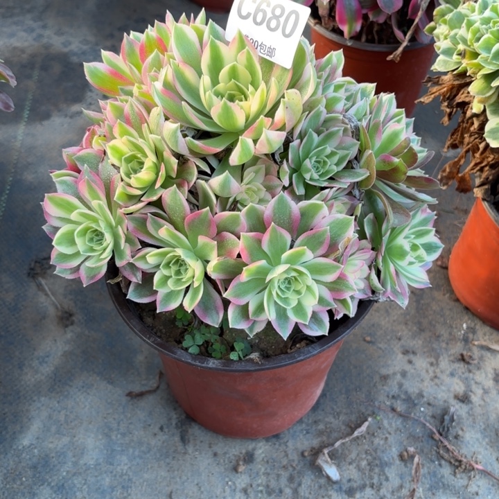 瑞妈，，。。680粉水晶，