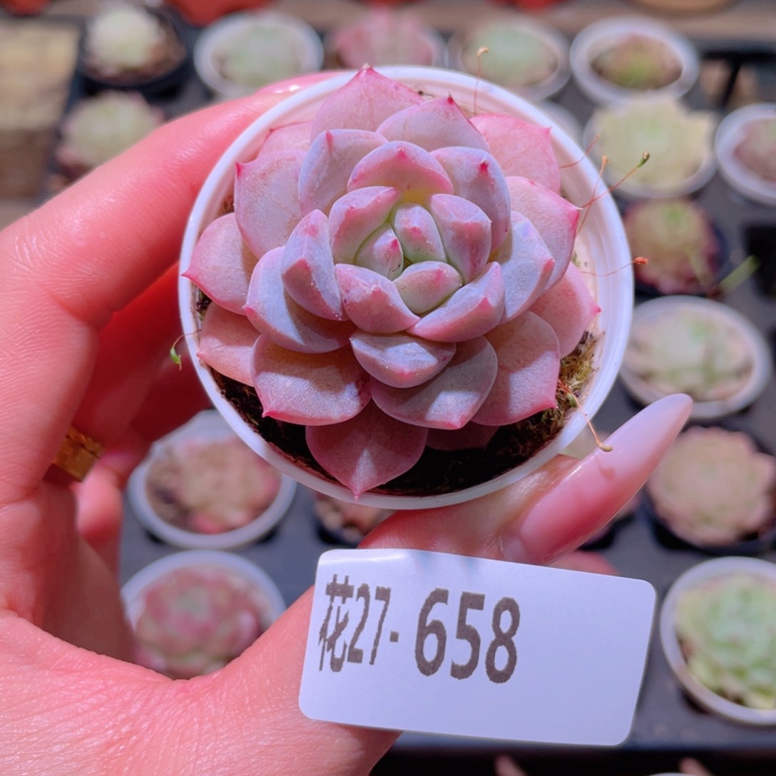 花利美27-658粉钻