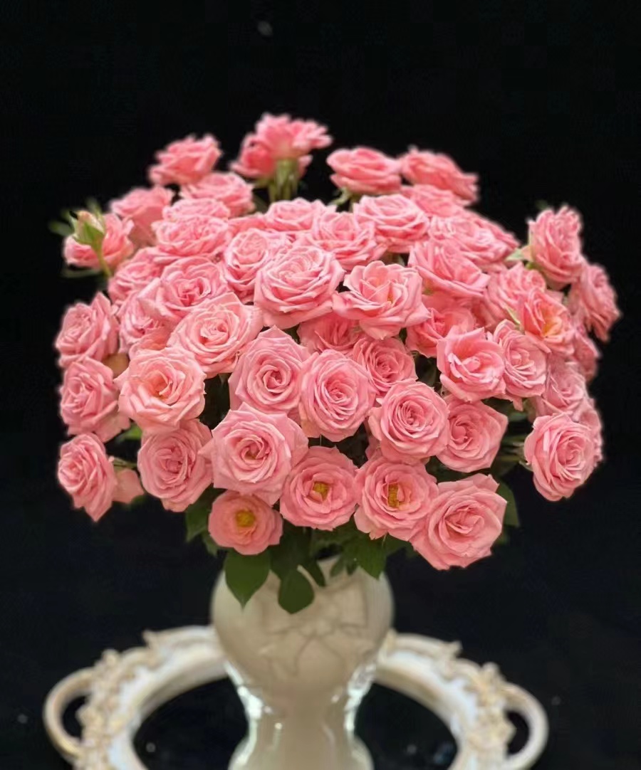 露露公主--多头玫瑰 淡淡花香