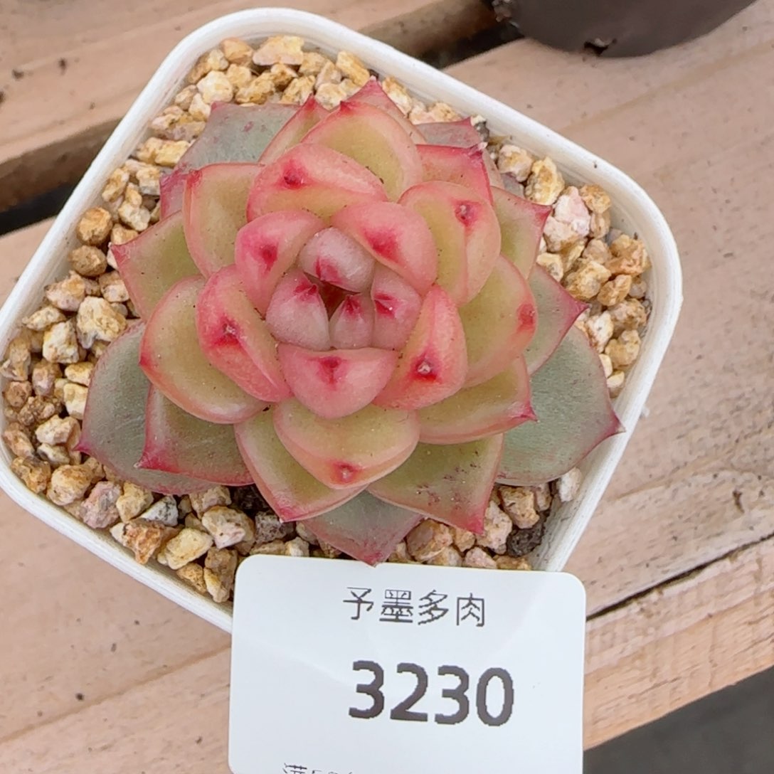 空灵珍妮，3230多肉植物