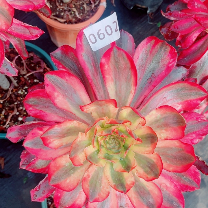 大老桩红魔女特价多肉