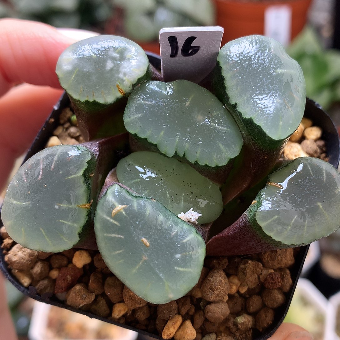 红月亮万象带盆土发货