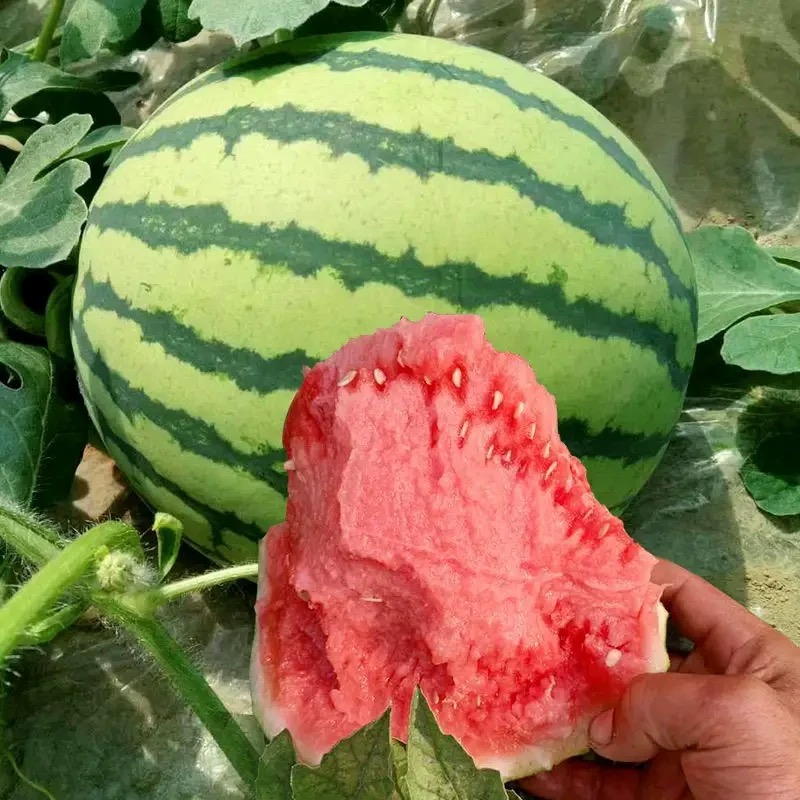 麒麟西瓜半个约2-2.5kg四川省