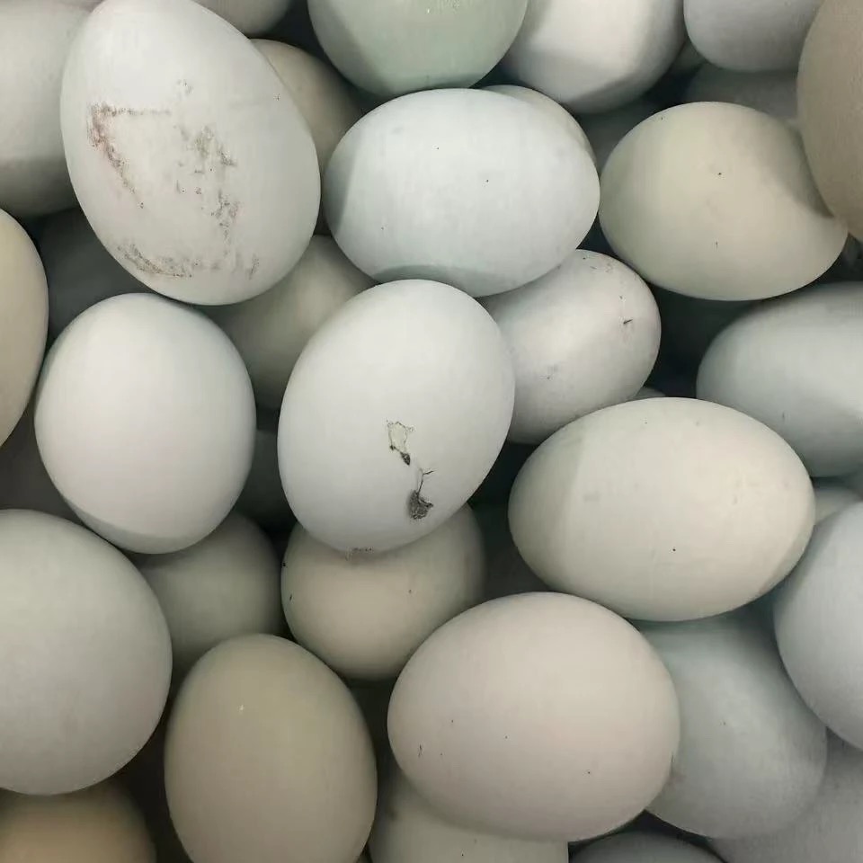 【土鸡蛋】农家散养绿壳鸡蛋