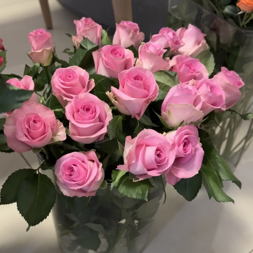 苏醒 根接苗 匠人月季 玫瑰花 四季开花阳台盆栽植物