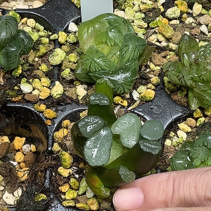 365巨大化冰魄玉露+欧大宝万象