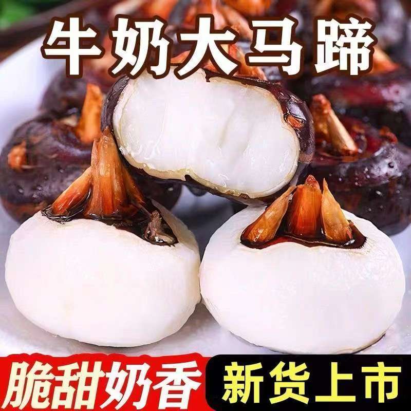 【新鲜马蹄】拍3斤送2斤到手五斤现挖现发马蹄荸荠地梨应季果蔬YF2