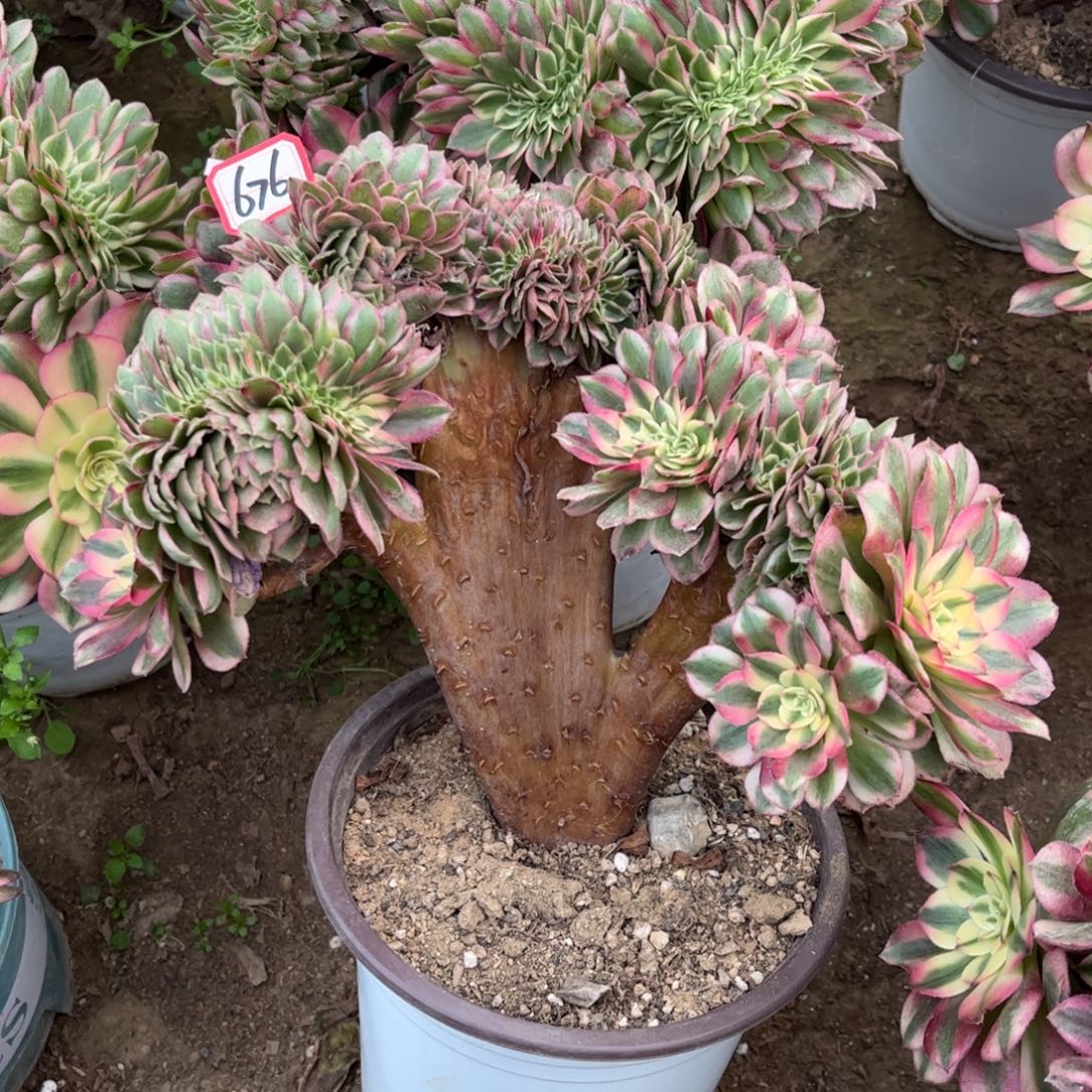 676多肉植物粉荔枝缀化