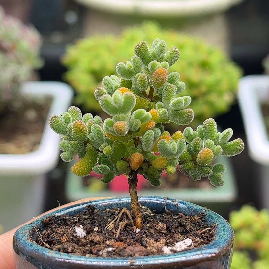 35实生莱斯带盆优选枝干