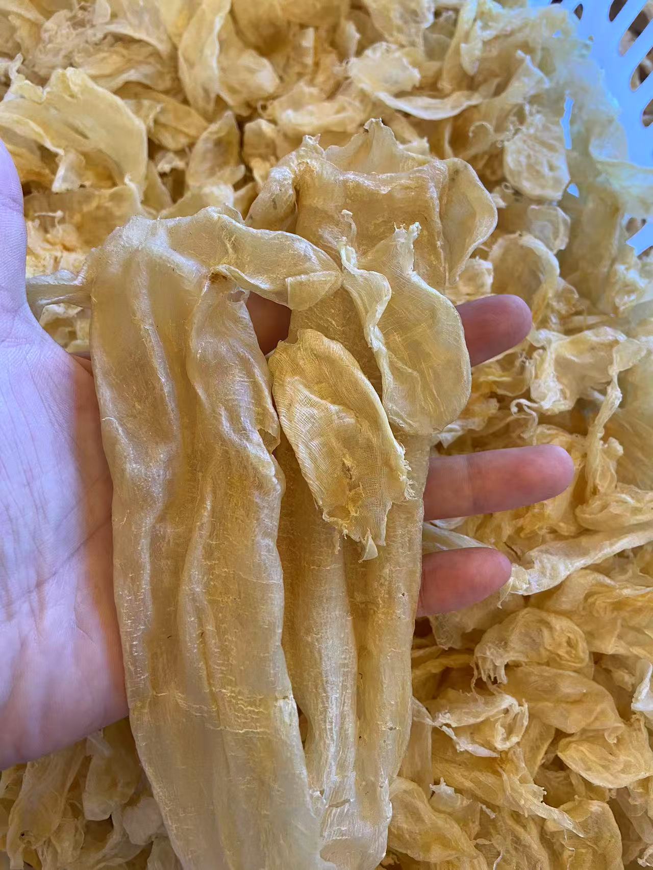 广东汕头+小大耳鱼胶小花胶x碎鱼肚干干货-煲汤-250-500G