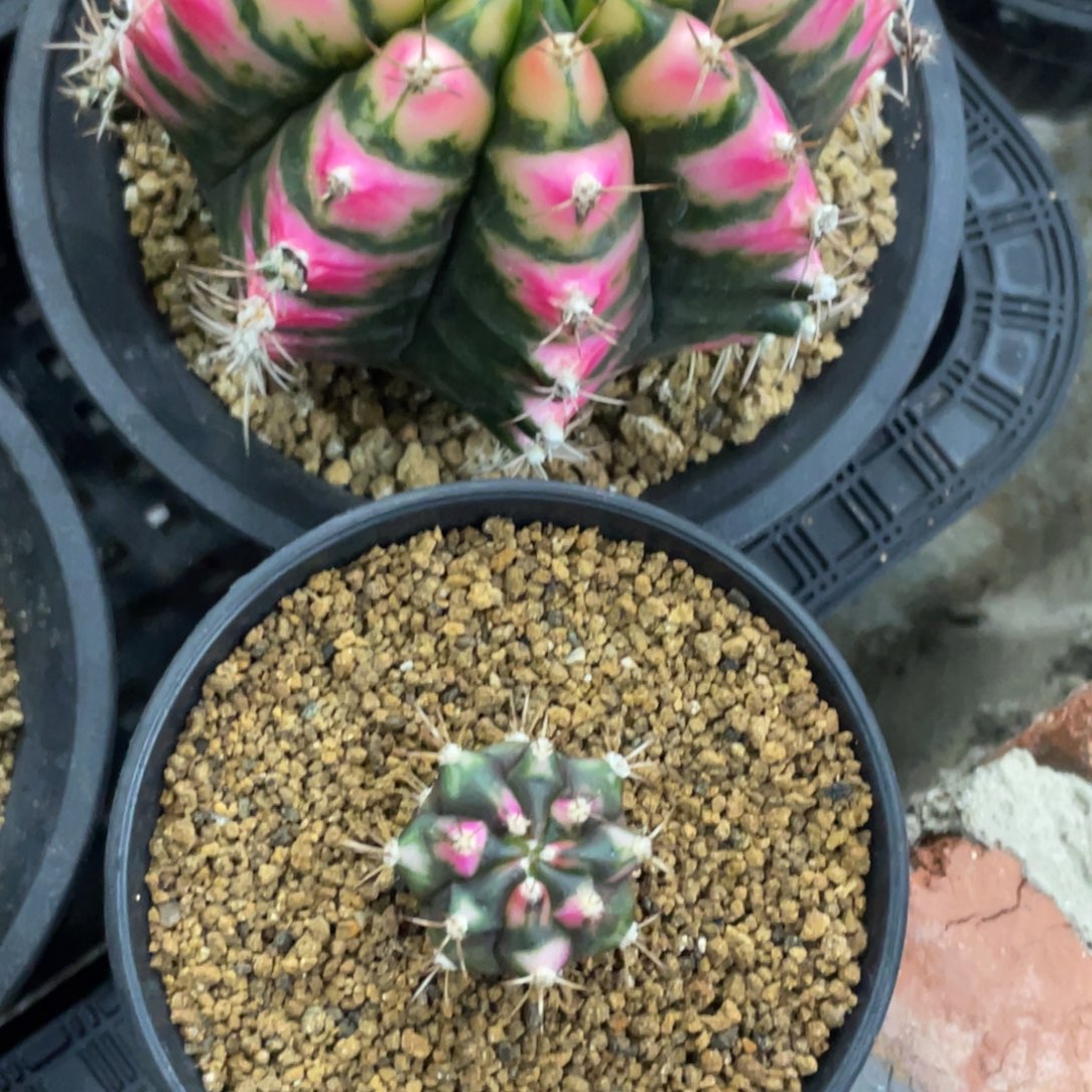 当前无花朵，栽培后可花朵粉花田