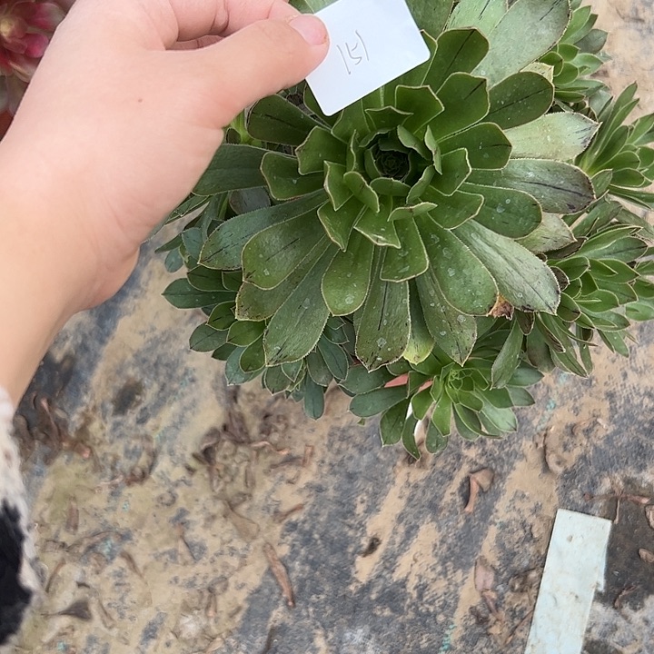 不售后法师一物一拍151