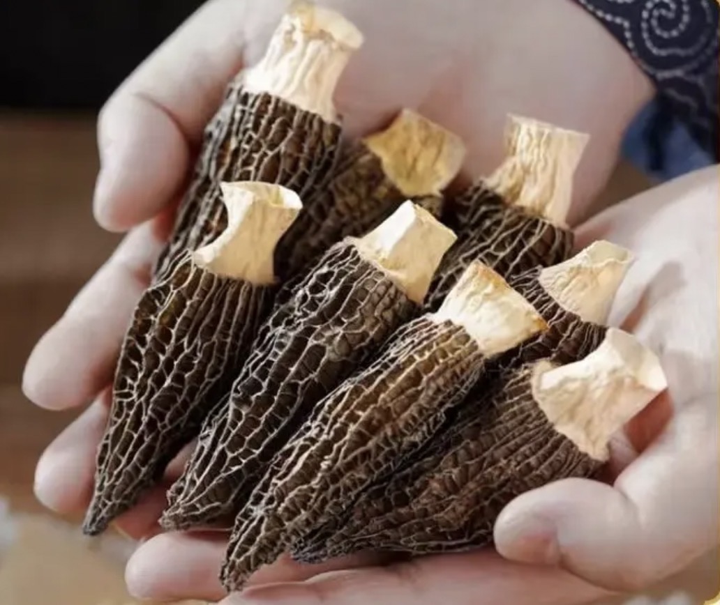 [双妹暖冬专属]云南深山羊肚菌5-8厘米