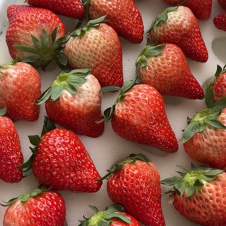 天使丹东九九草莓