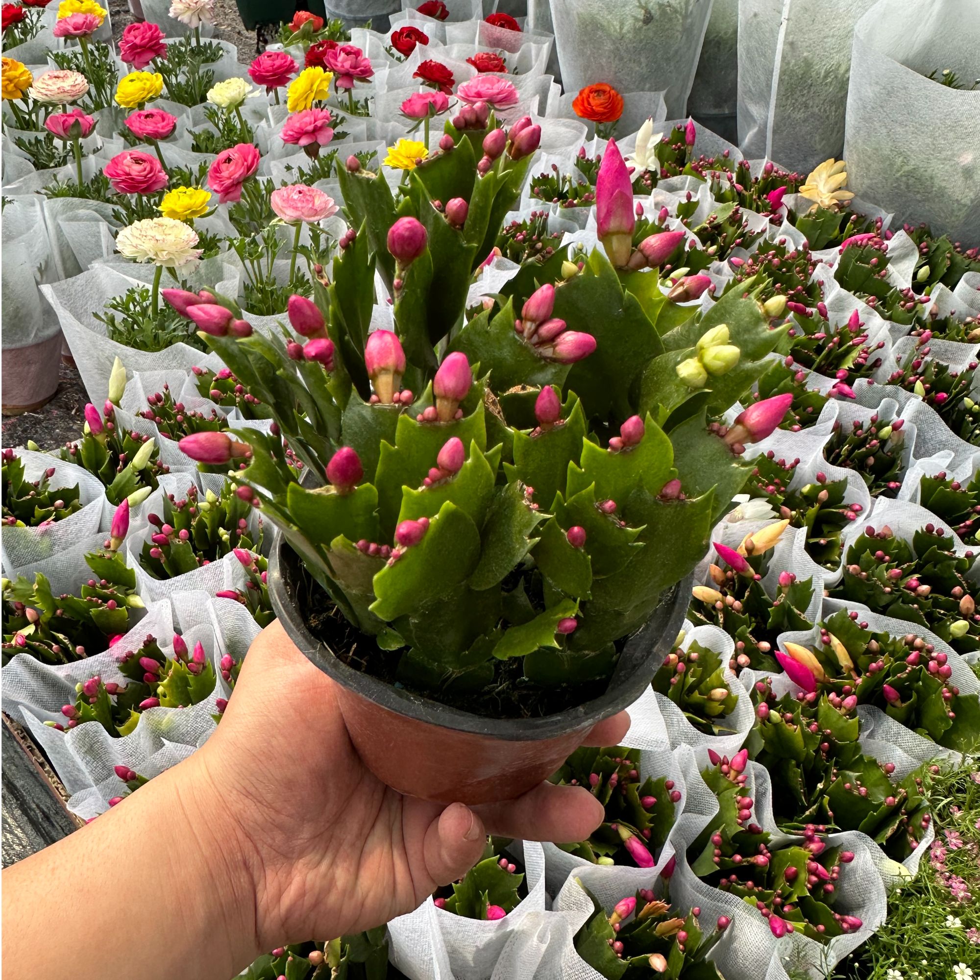 中昌花卉【蟹爪兰】花卉绿植盆栽