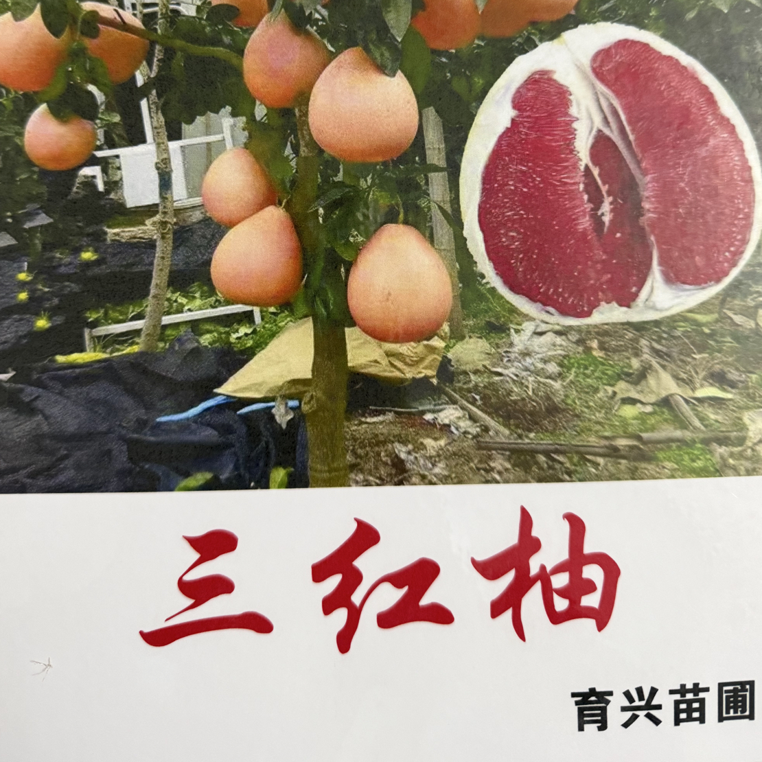 红心柚(三红柚)子果树苗柚子树