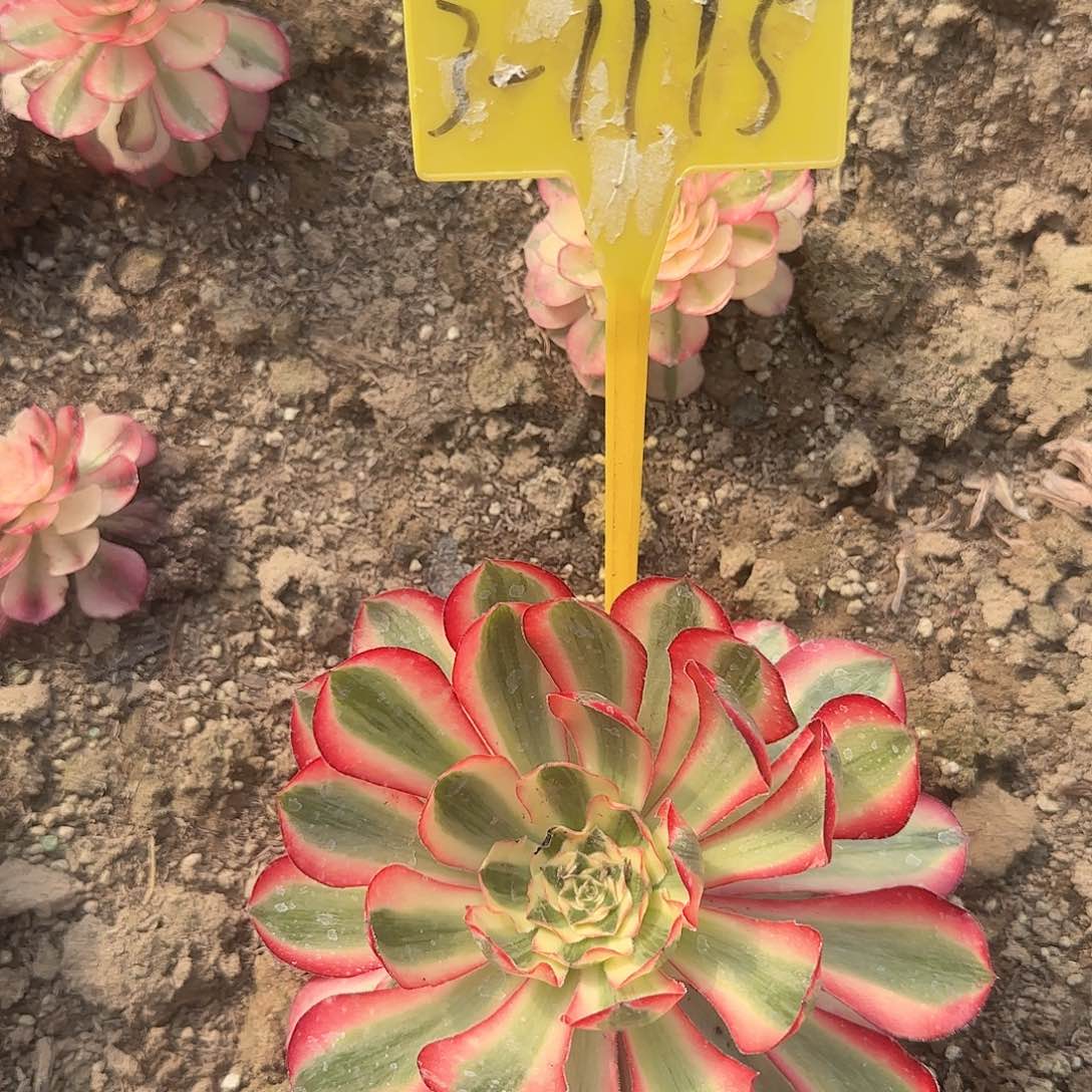 3-1115--+爱丽丝多头