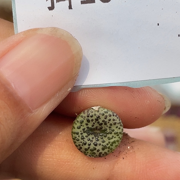 10-25黑点安贞多肉植物