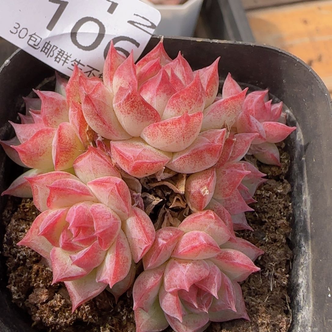 女王群一颗脱土发货