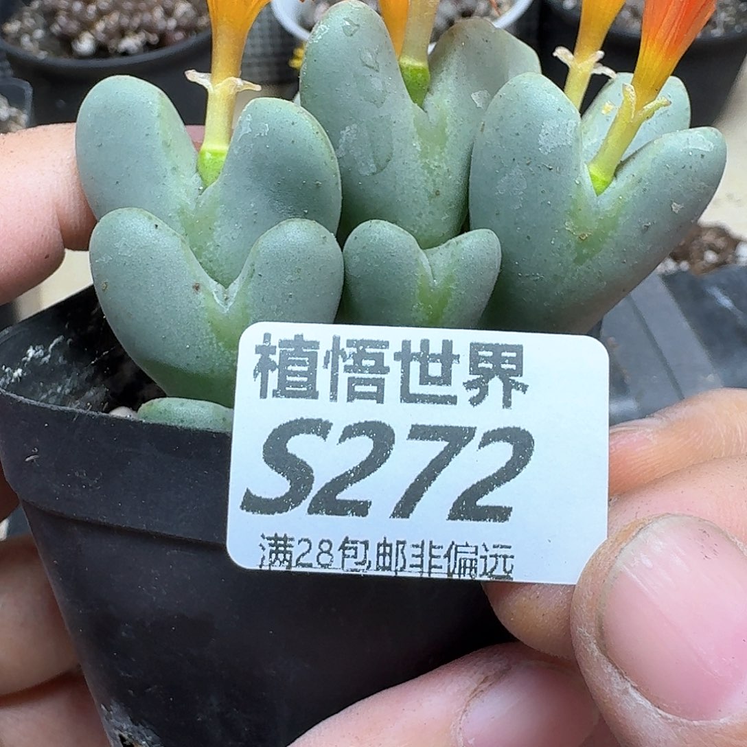 多肉植物的润泽dggb