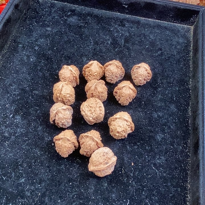 去***能麻核桃核桃小时候好