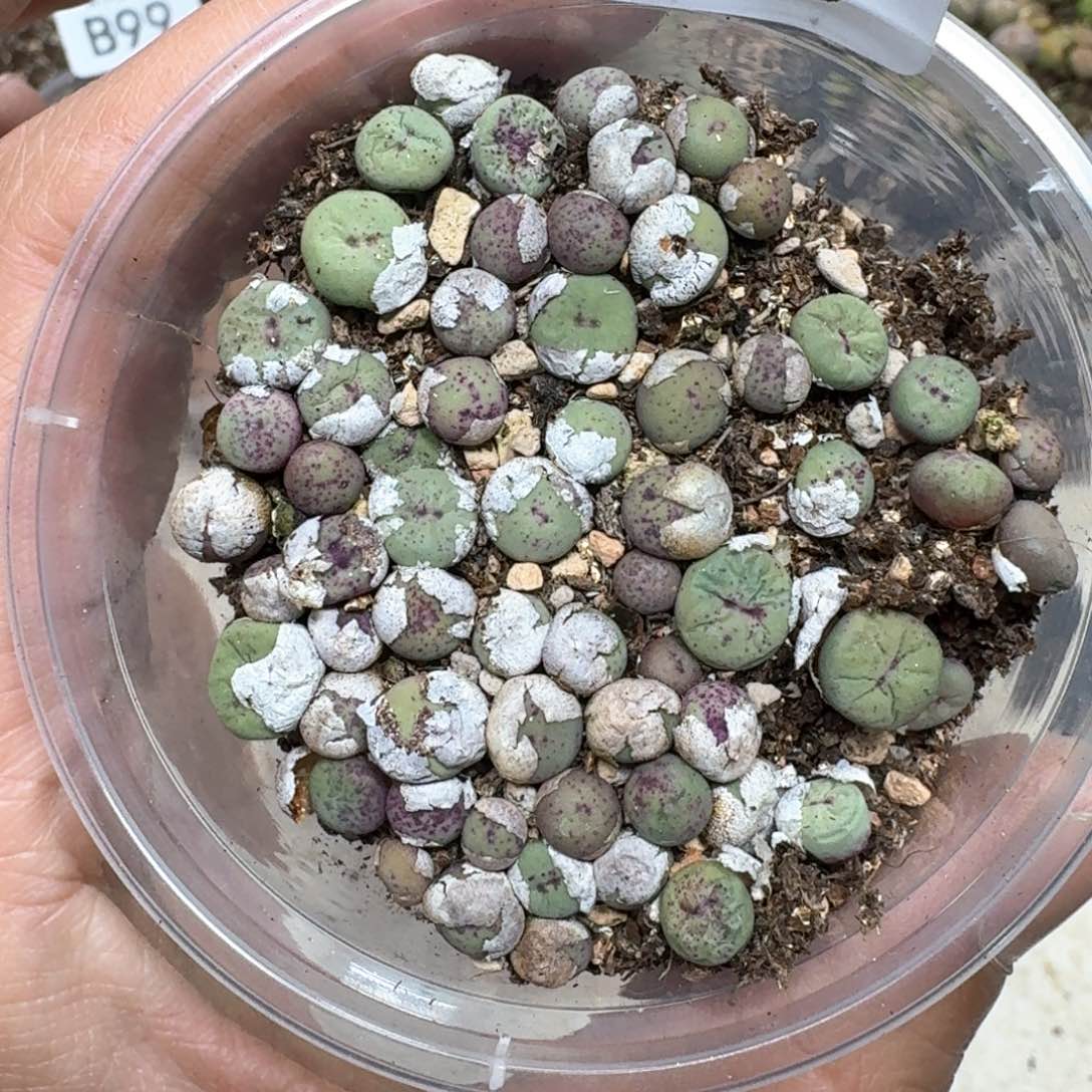 C06。小红嘴一盒。编号混合嘴