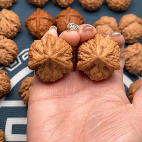 橄榄核手串/手链文山三棱，御龙粗筋36