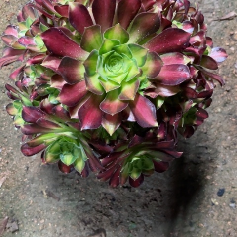 多肉植物韶华锦，