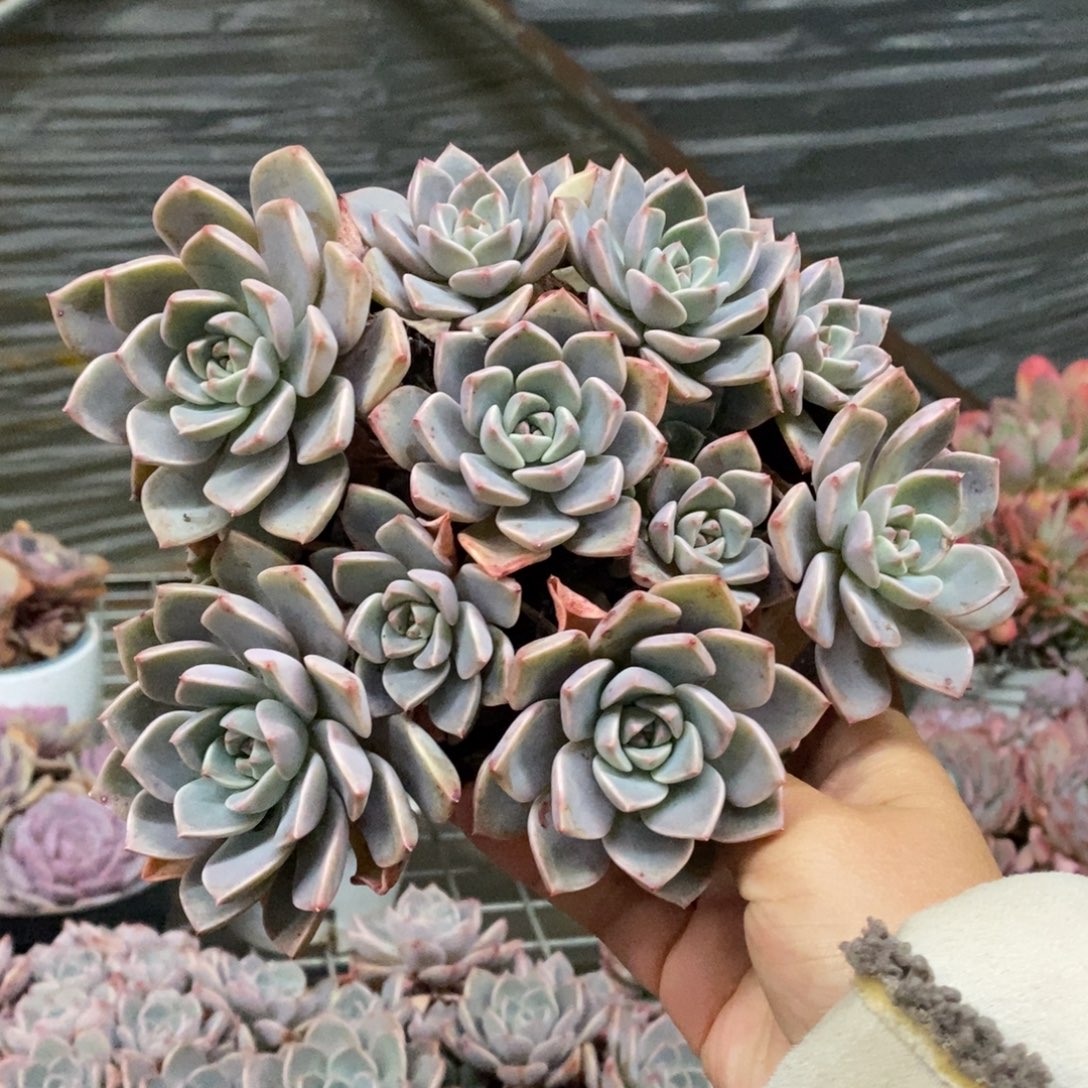 红粉佳人整桩整群