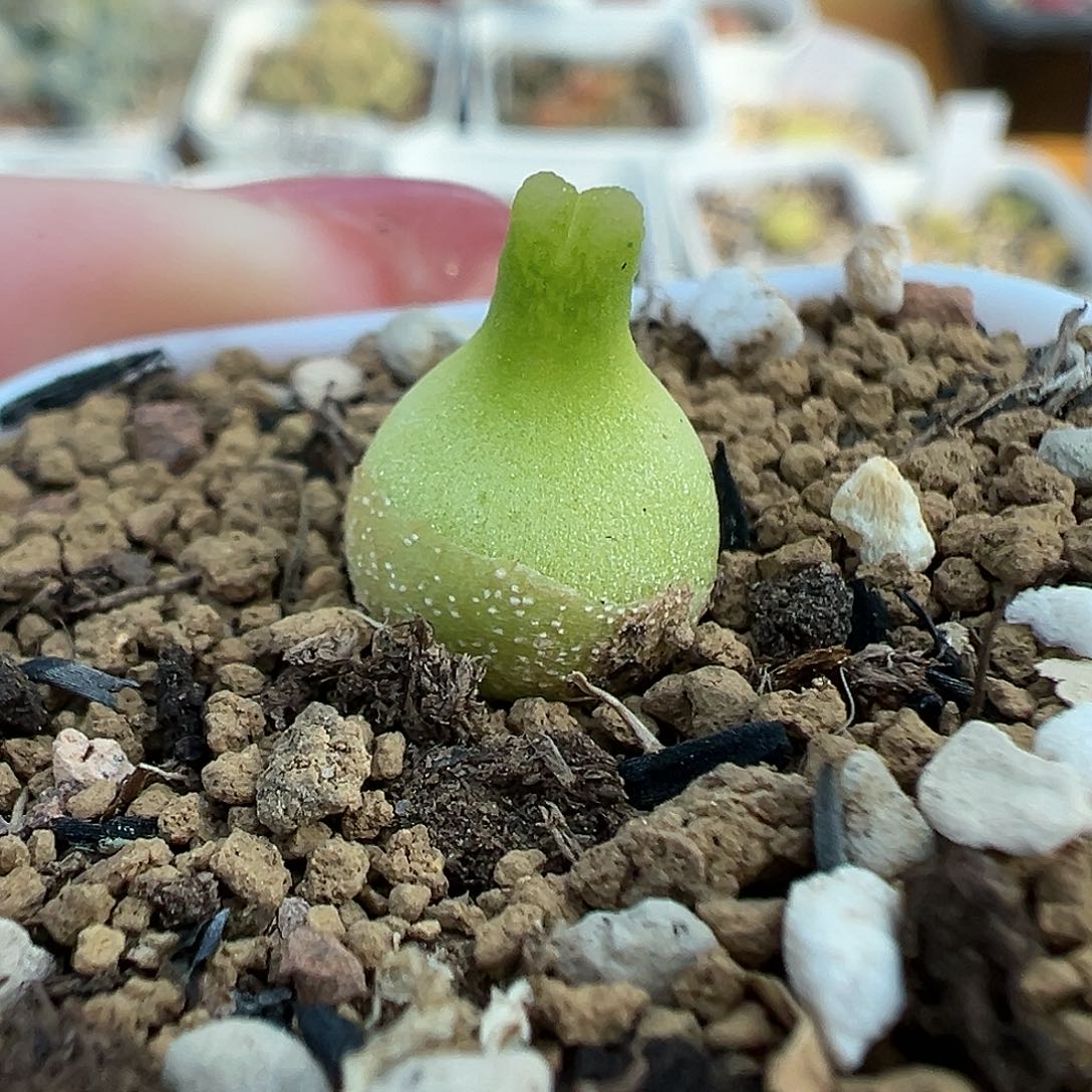 338巨型小葫芦带盆土发货