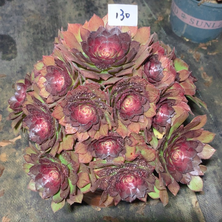 130红魔玫瑰法师多肉