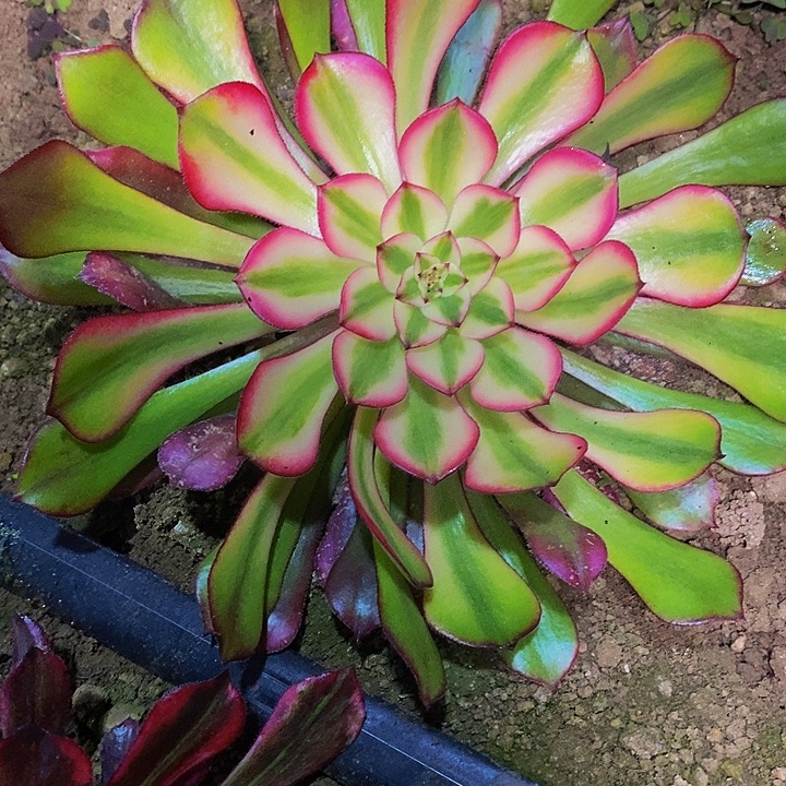 多肉植物保护研究所