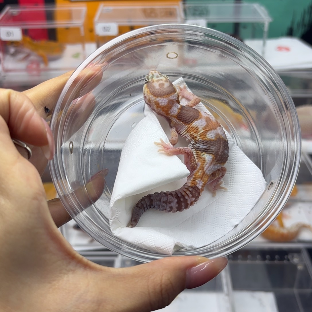 肥尾守宫奶橘 母温 N106