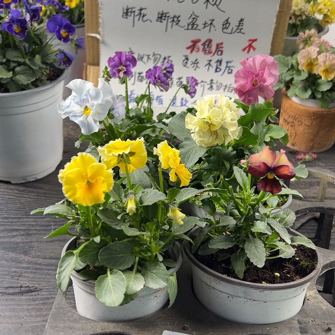 大部分花苞少量开放217号