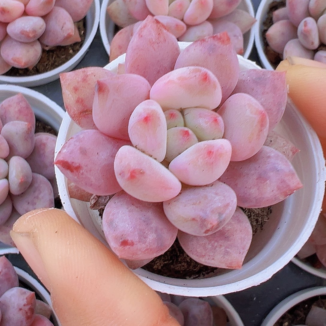 5厘米盆半夏19包邮